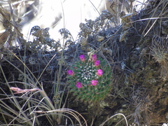 Mammillaria mendeliana