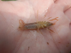 Procambarus incilis
