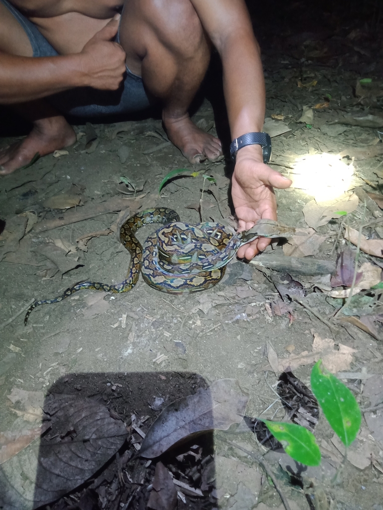 Reticulated Python from Binagara, Kec. Wasile Sel., Kabupaten Halmahera ...