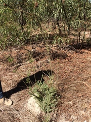 Leucadendron corymbosum