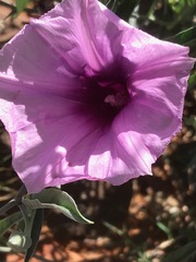 Ipomoea oenotheroides