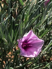 Ipomoea oenotheroides