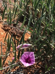 Ipomoea oenotheroides
