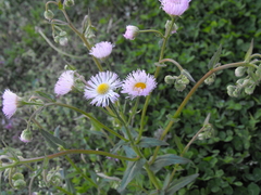 Erigeron strigosus strigosus