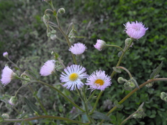 Erigeron strigosus strigosus
