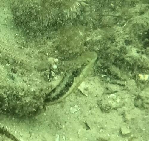Wolf Fangblenny