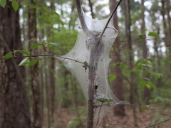 Malacosoma americana