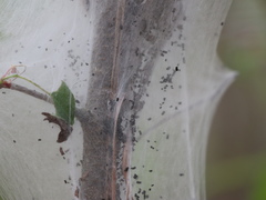 Malacosoma americana