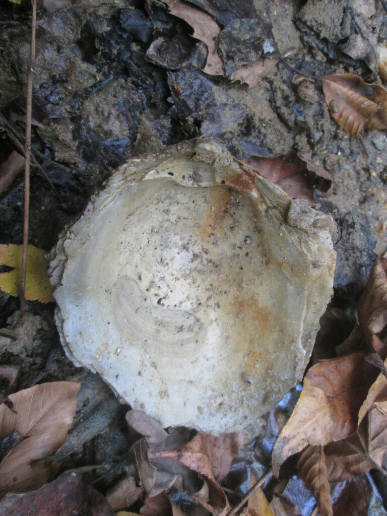 Ostrea compressirostra