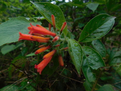 Hamelia rovirosae