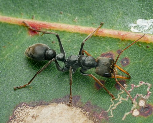 今井牛蚁Myrmecia imaii