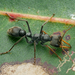 Myrmecia imaii - Photo (c) Gunter Maywald, some rights reserved (CC BY-NC), uploaded by Gunter Maywald