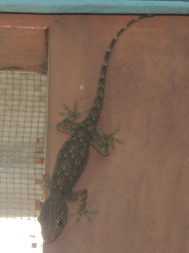Hemidactylus leschenaultii