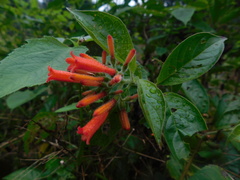 Hamelia rovirosae