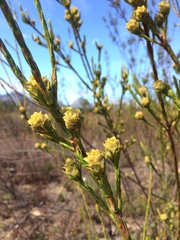 Leucadendron corymbosum