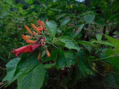 Hamelia rovirosae