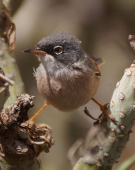 Curruca conspicillata