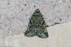 Maliattha concinnimacula