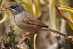 Curruca conspicillata