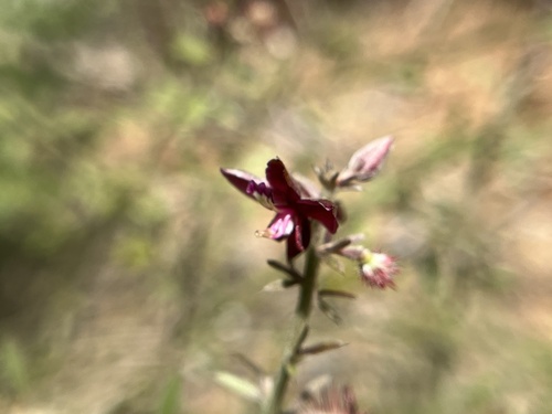 Image of Krameria ixine by (c) harrier, some rights reserved (CC BY)