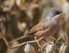 Curruca conspicillata