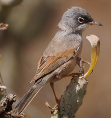 Curruca conspicillata