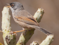 Curruca conspicillata