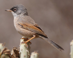 Curruca conspicillata