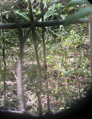 Zamia portoricensis, photograph (c) harrier, some rights reserved (CC BY)