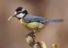 Cyanistes teneriffae degener