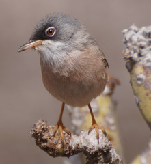 Curruca conspicillata