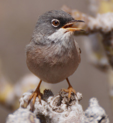 Curruca conspicillata