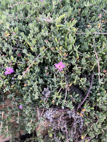 Pale dewplant