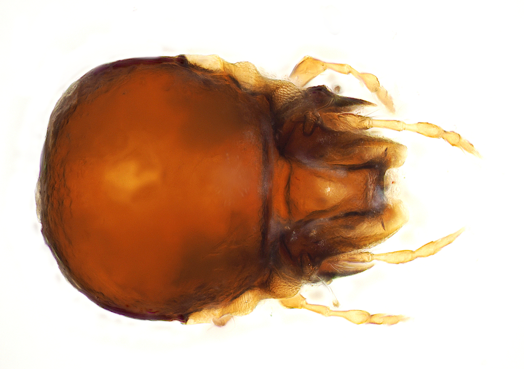 Compactozetidae