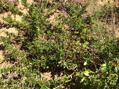 Cliffortia ferruginea