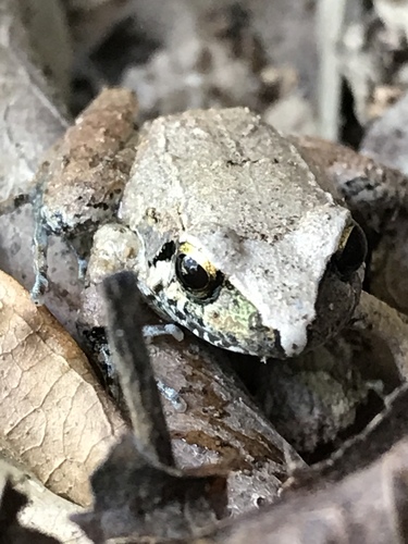 Chimbo Frog, Barycholos ternetzi
