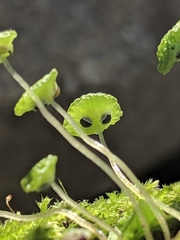 Cryptomitrium tenerum