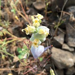 Streptanthus diversifolius