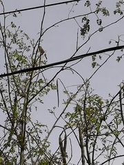 Haemorhous mexicanus