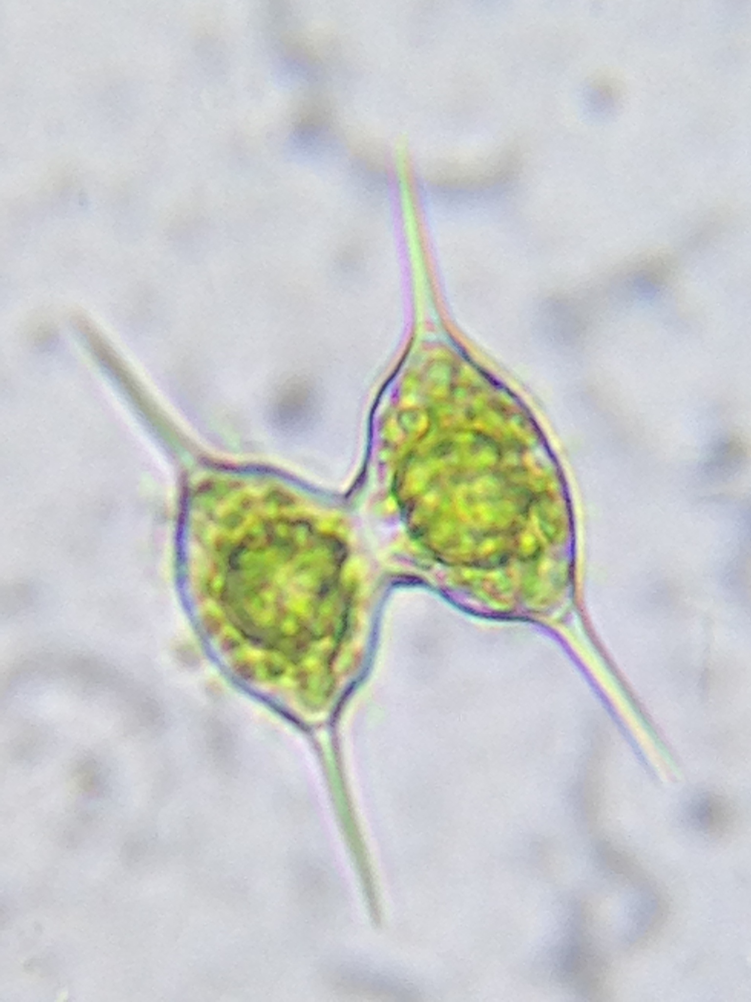 Staurodesmus subtriangularis