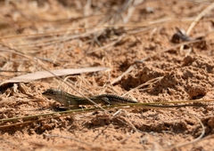 Psammodromus edwarsianus