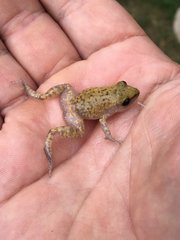 Eleutherodactylus marnockii