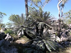 Cycas calcicola