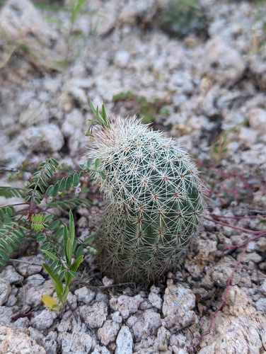 Echinocereus sciurus