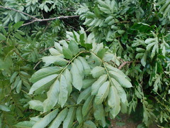 Pterocarpus