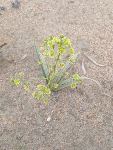 Desert deathcamas (Toxicoscordion brevibracteatum)