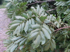 Pterocarpus