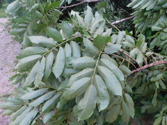 Pterocarpus