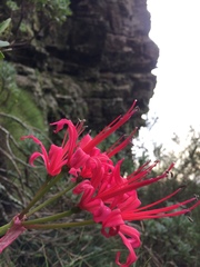 Nerine sarniensis