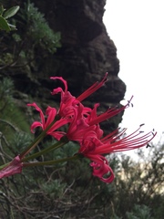 Nerine sarniensis